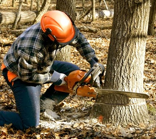 Tree Removal in Rutland, MA